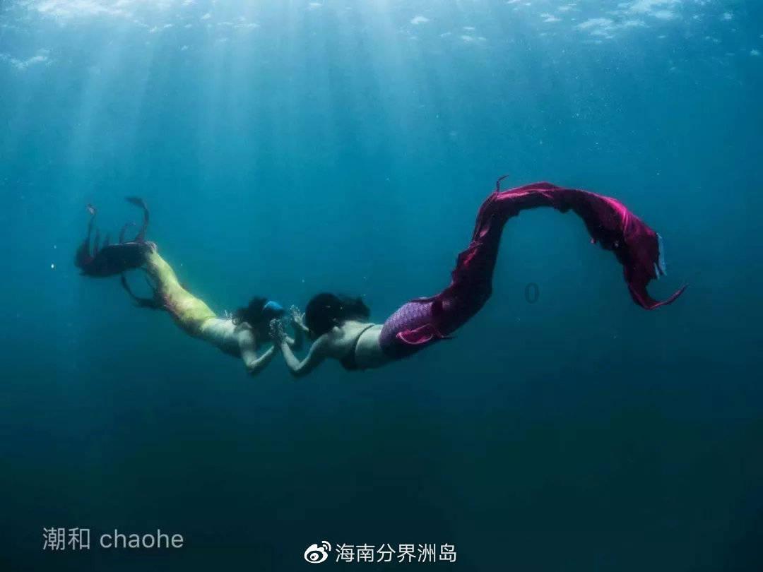 给泰迪洗澡正确的方法